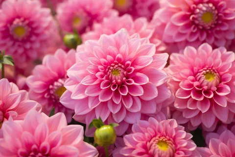 粉红菊花特写摄影图