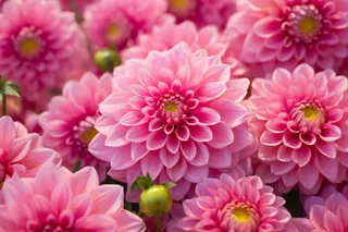 粉红菊花特写摄影图