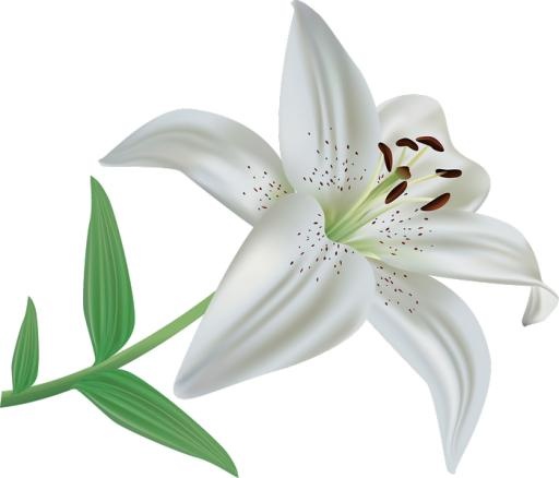 百合花免抠(700x599)