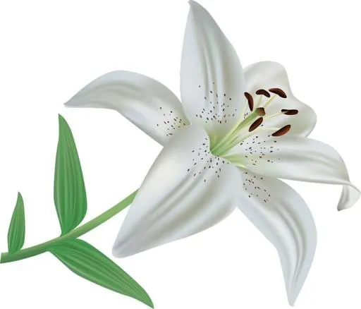 百合花免抠(700x599)
