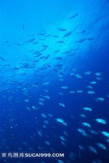 海洋鱼类深海鱼群写真