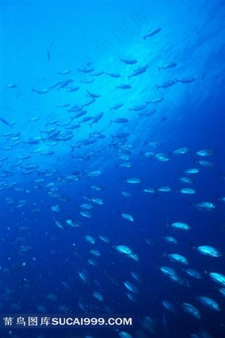 海洋鱼类深海鱼群写真