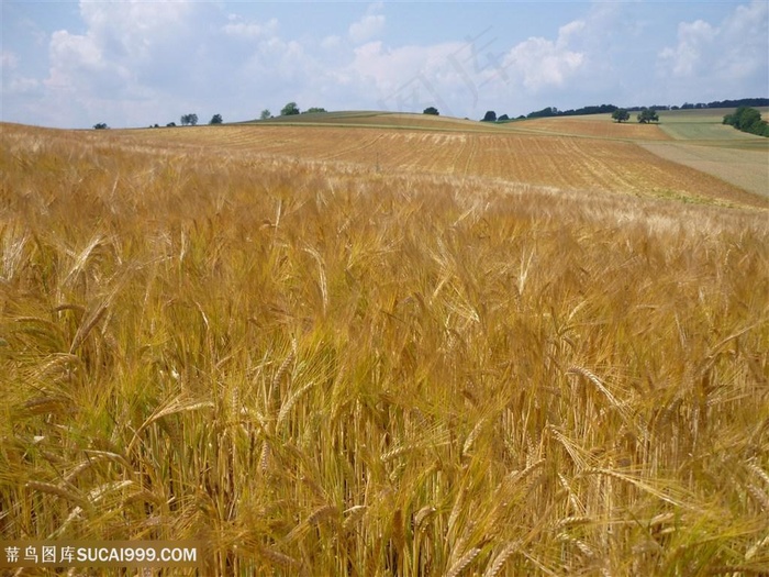唯美粮食小麦图片