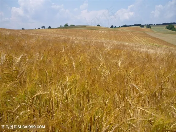 唯美粮食小麦图片