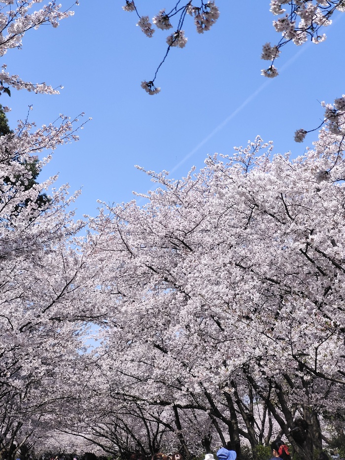 鼋头渚樱花