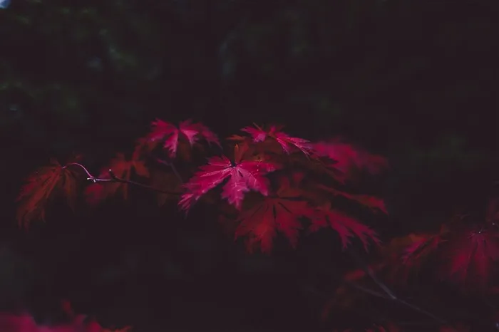 暗红色的叶子