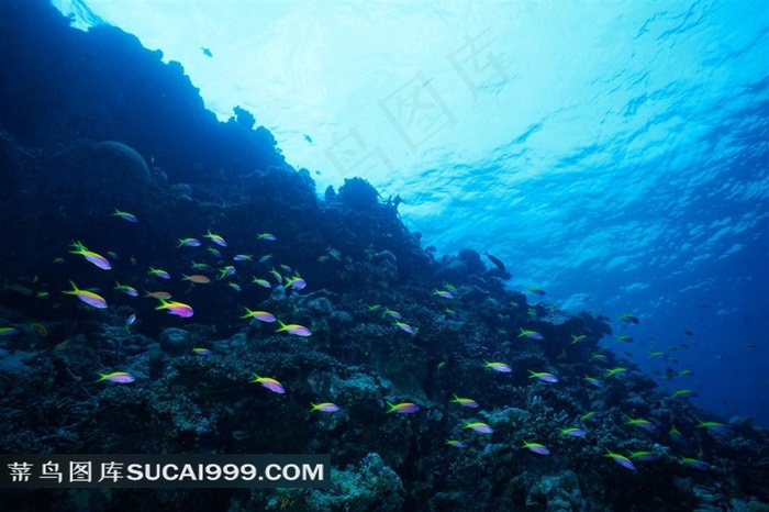 海洋生物深海鱼群高清写真素材大图