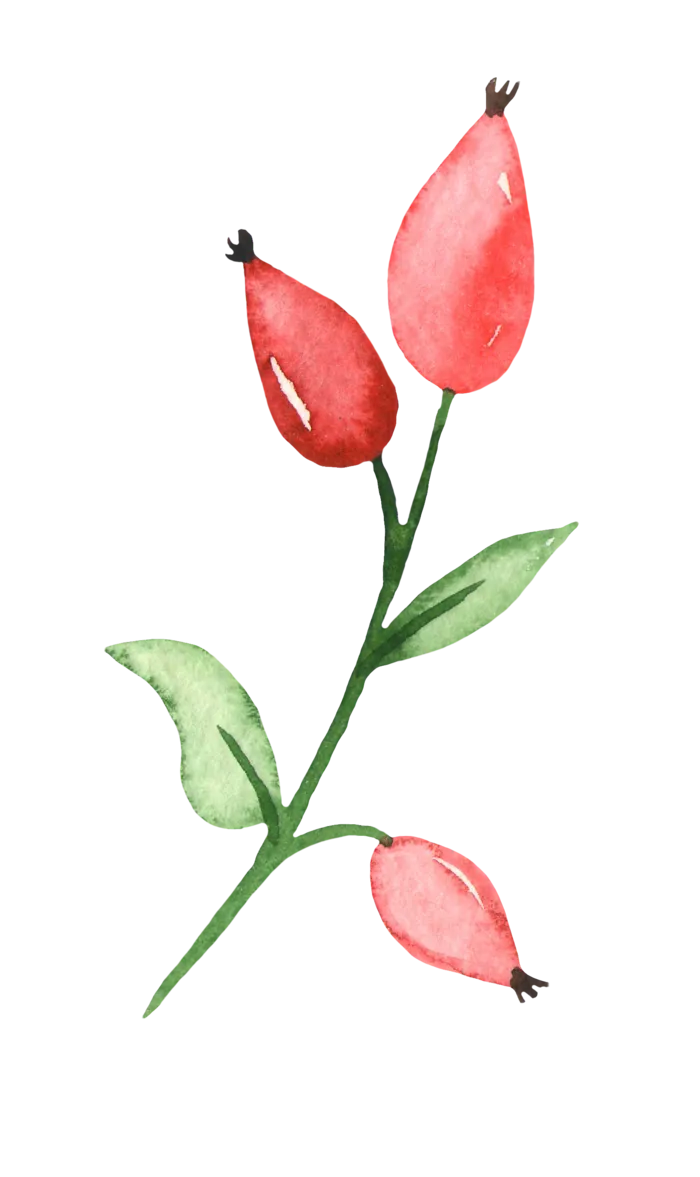 鲜花玫瑰免扣素材