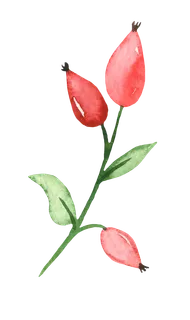 鲜花玫瑰免扣素材