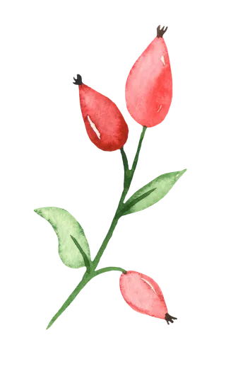 鲜花玫瑰免扣素材