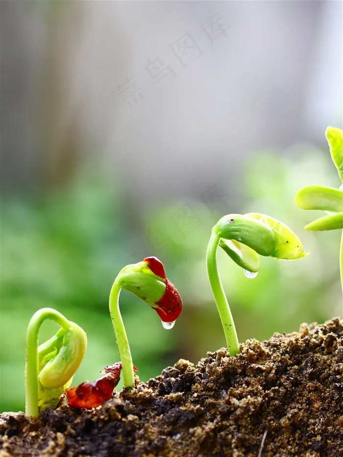 绿色新芽植物图片