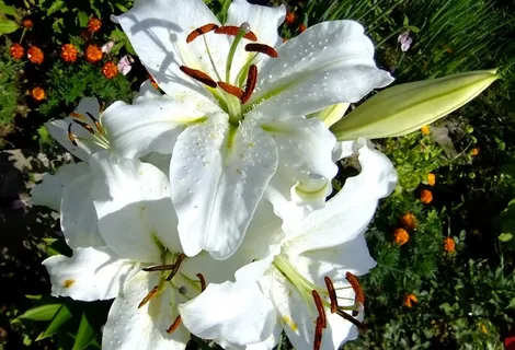 白色百合花特写图片 白色百合花特写图片