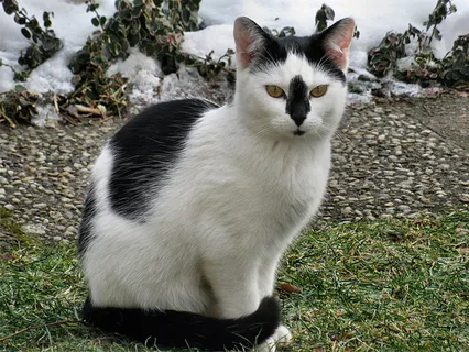 可爱猫咪 动物 素材 奶萌 (10) 可爱猫咪 动物 素材 奶萌 (10)