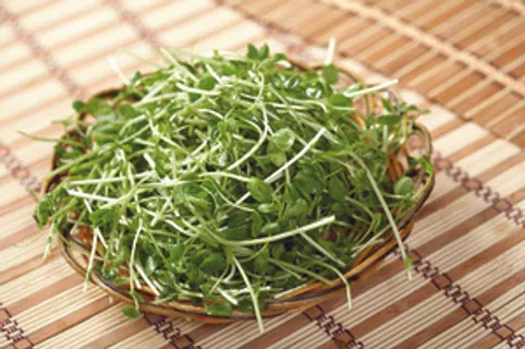 豆苗     豆苗