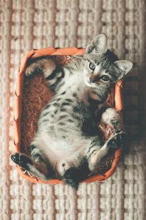 可爱猫咪猫猫摄影素材 可爱猫咪猫猫摄影素材