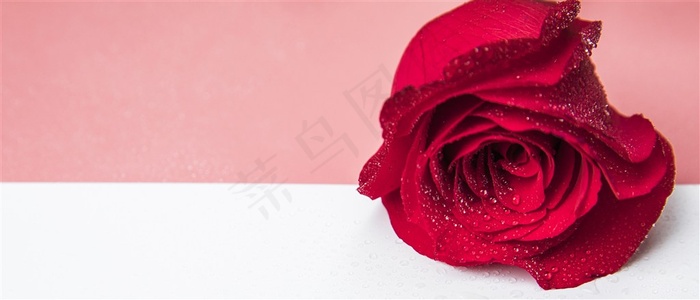 情人节红玫瑰背景