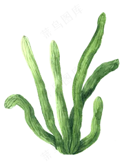 水彩插画-植物23