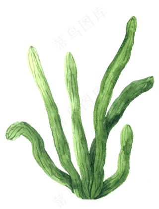 水彩插画-植物23