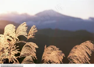 四季花木-阳光下的芦苇花