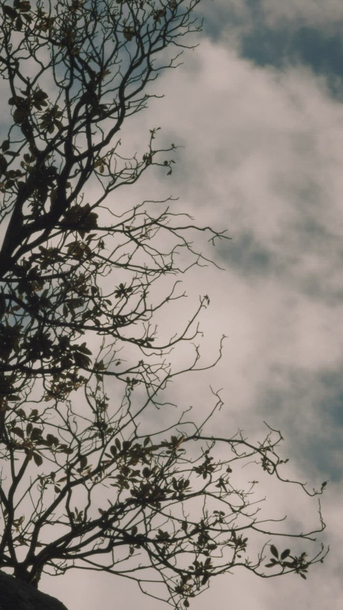 山顶上有几片叶子的干树