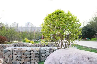 春天公园石头边矮树