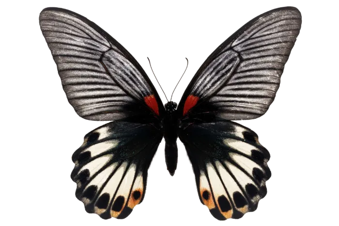 蝴蝶 彩蝶 花蝴蝶 动物 昆虫 免抠 (26)