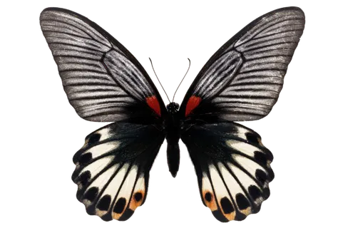 蝴蝶 彩蝶 花蝴蝶 动物 昆虫 免抠 (26)