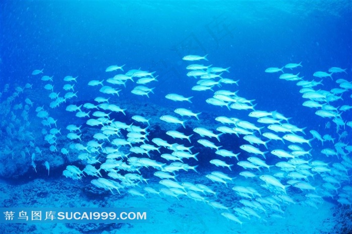 海洋生物深海鱼群高清写真图片