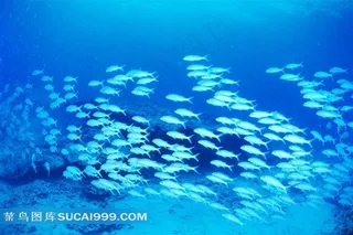 海洋生物深海鱼群高清写真图片