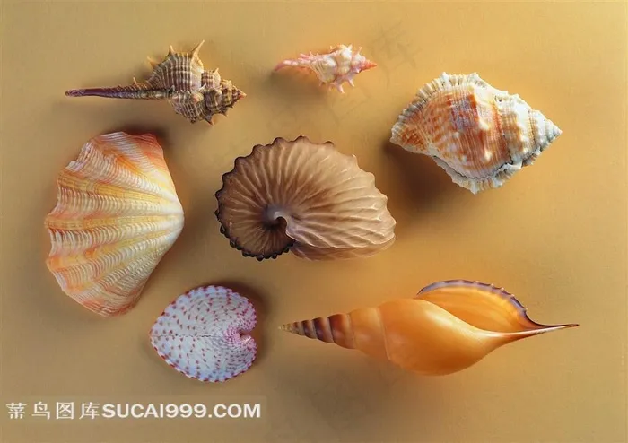 大海海洋贝壳海螺摄影美图