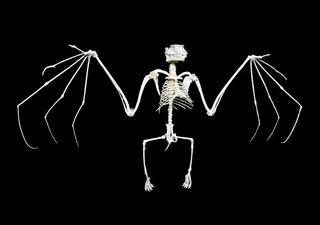 动物骨骼骨头大图