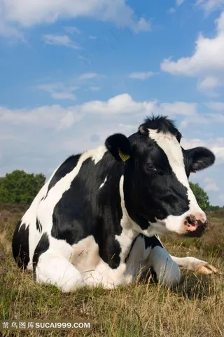 高清草原母牛素材图片下载