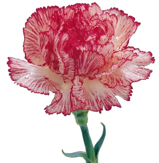 高清康乃馨图片下载