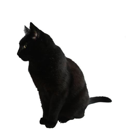 猫png图像,免费下载图片,小猫免抠(2555x1893)