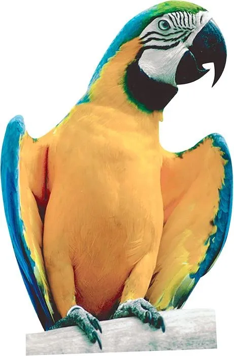 鹦鹉 PNG免抠(461x701)