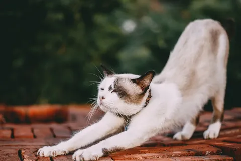 伸懒腰猫咪图片 伸懒腰猫咪图片