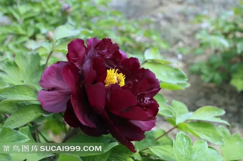 黑色牡丹花图片