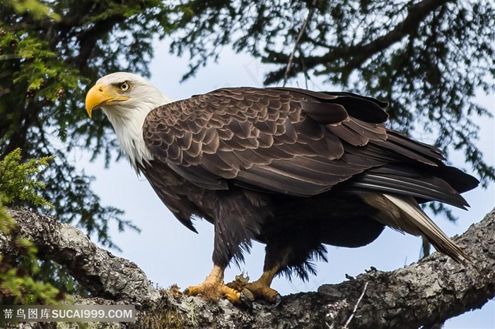 高清树枝上的白头海雕图片鸟图片