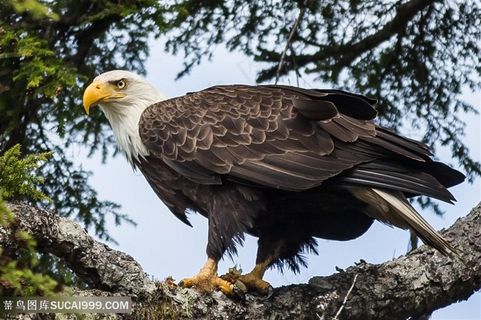 高清树枝上的白头海雕图片鸟图片