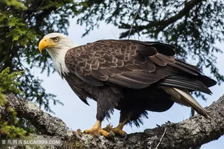 高清树枝上的白头海雕图片鸟图片