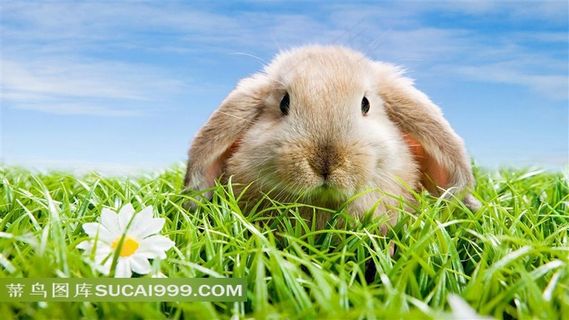 草地上的小兔子素材