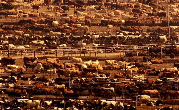 大型畜牧养殖场