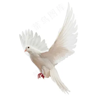 高清唯美展翅飞翔的白鸽免抠图