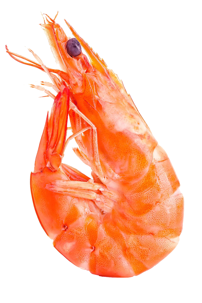 虾png免扣素材彩色