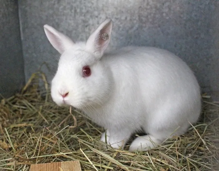 白色宠物兔可爱图片