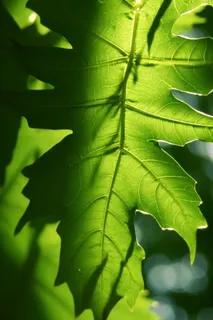 阳光树叶透光图