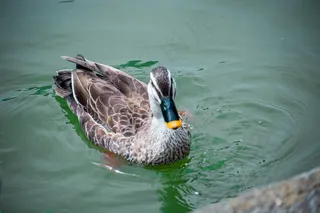 家养鸭浮水图片