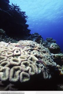 艳丽的珊瑚-连绵的珊瑚