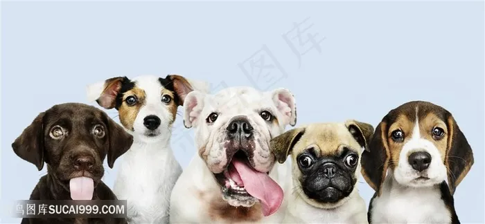 可爱狗狗呆萌图片