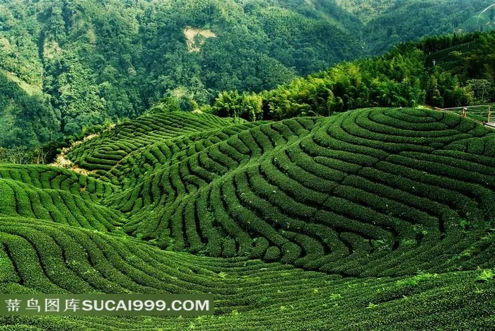 层峦起伏的茶山图片